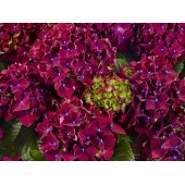 Гортензия Hydrangea Royal Red Lila